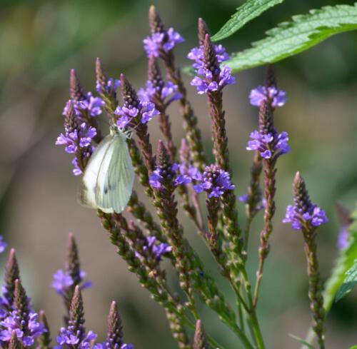 in unserem Wildblumengarten