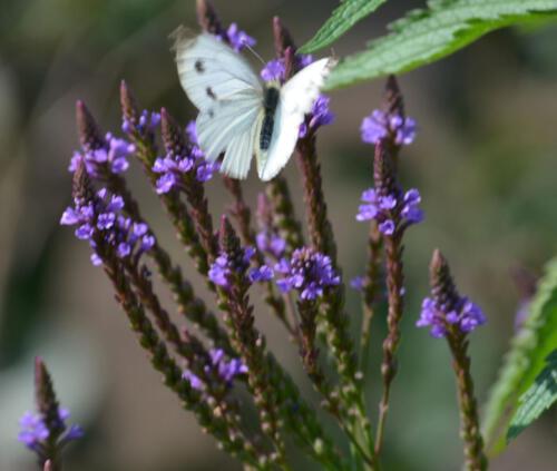 in unserem Wildblumengarten