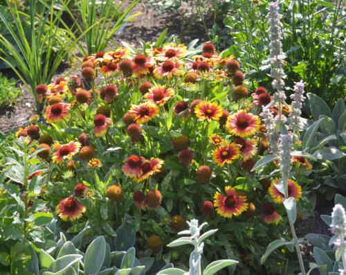 es gibt viel zu sehen in unserem Garten